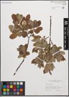 Foto von Salix cinerea L.